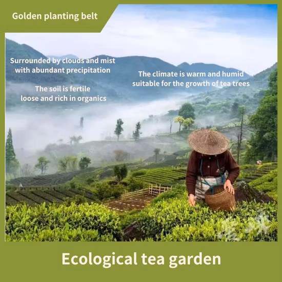 EU Certified Loose Leaf Black Pine Needle Black Tea Yunnan Dian Hong Tea Leaf with Deep Aroma